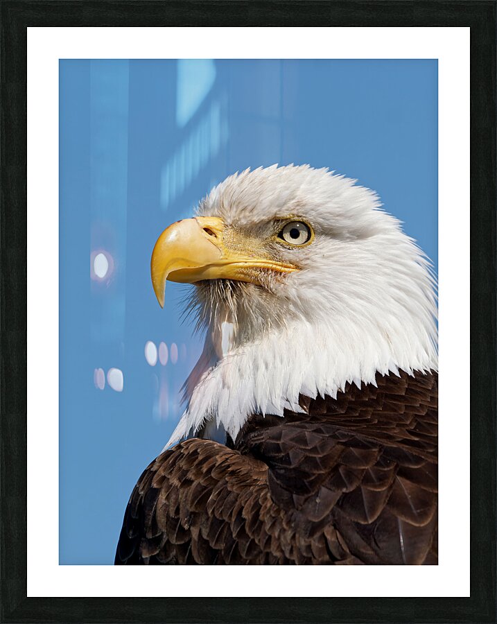 Freedom Picture Frame print