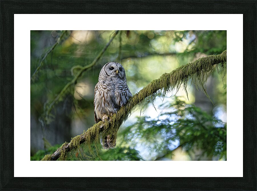 Wisdom Impression et Cadre photo