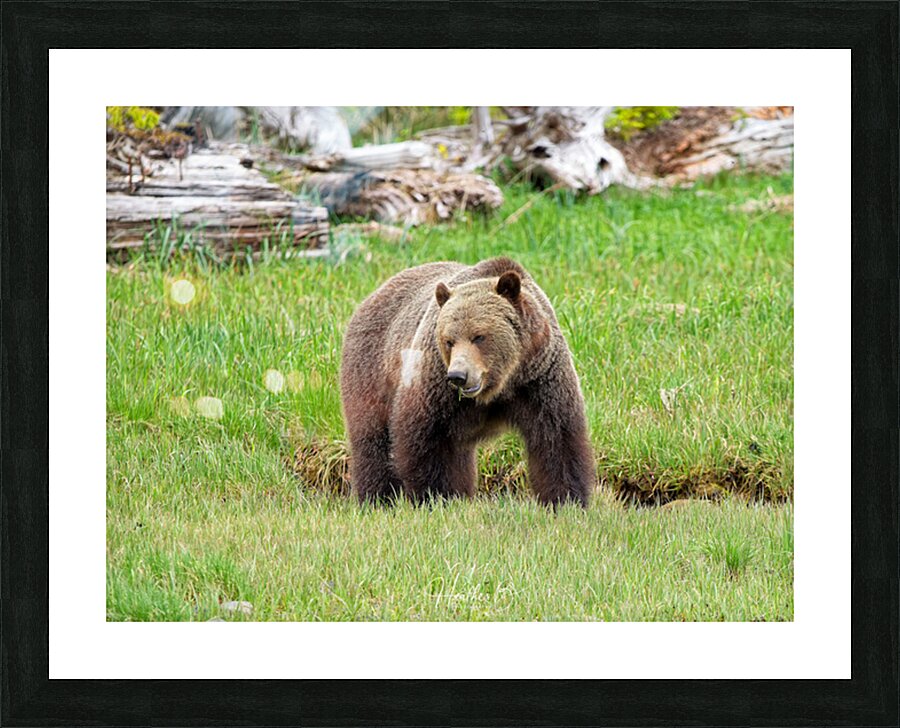 Boss Bear Picture Frame print