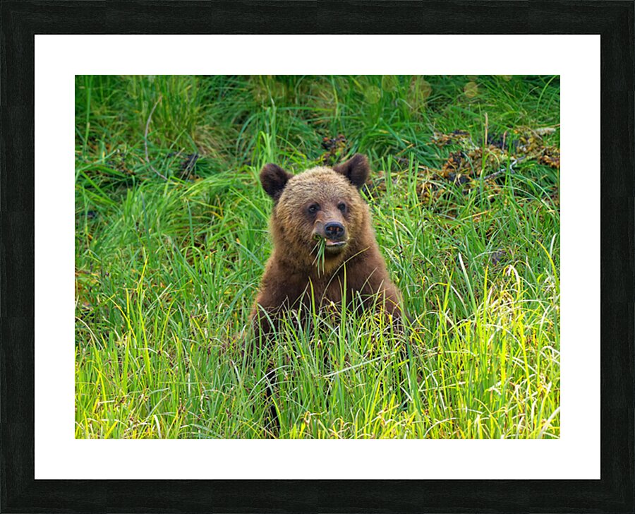 Marshmallow - Next Generation Impression et Cadre photo