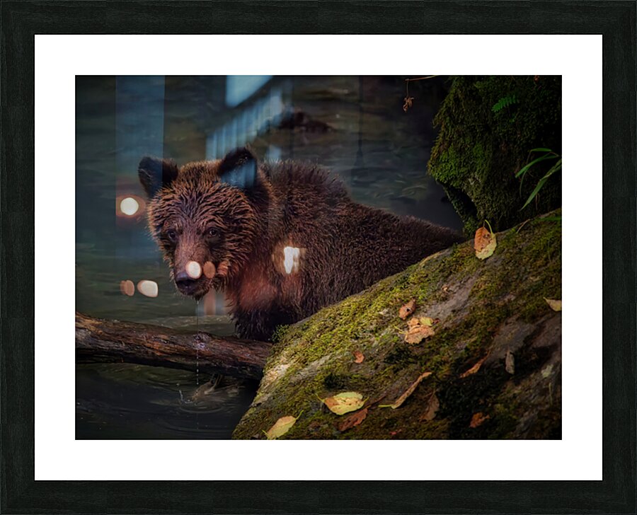 Life & Death in the Shadows Picture Frame print