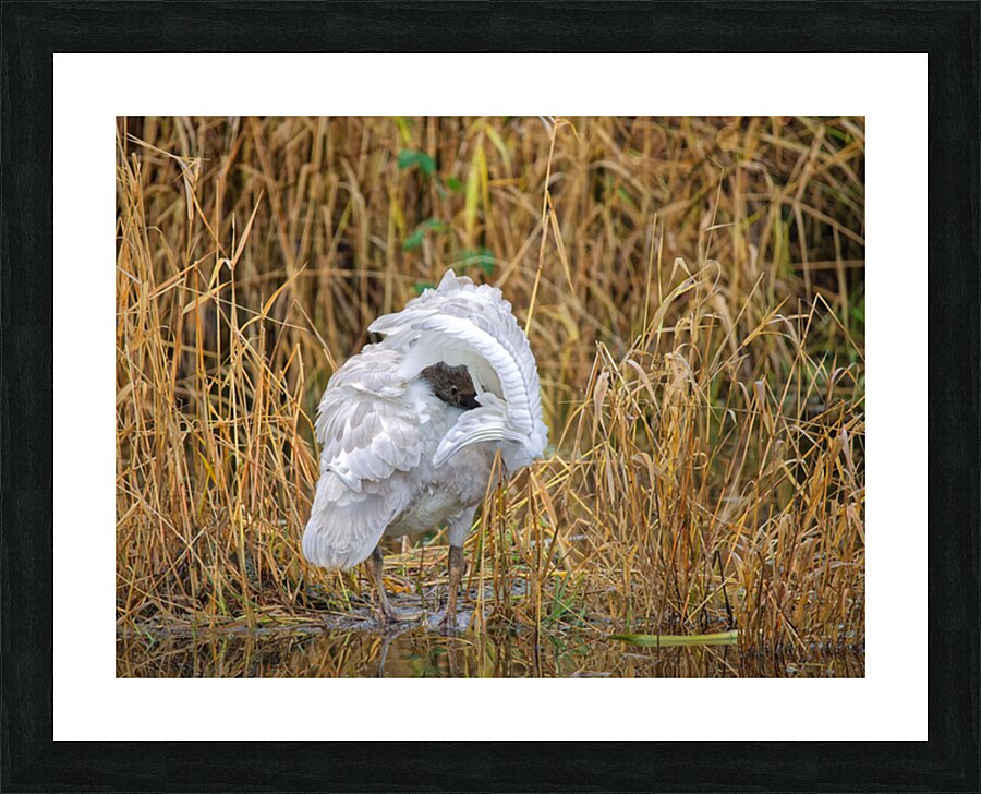Peek-A-Boo Picture Frame print