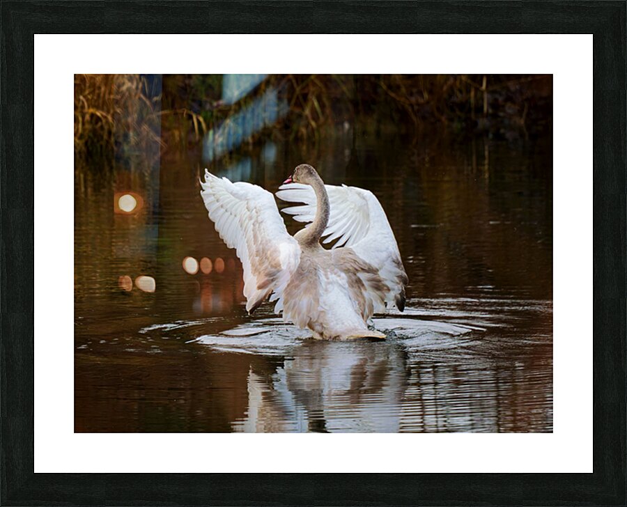 The Conductor Picture Frame print