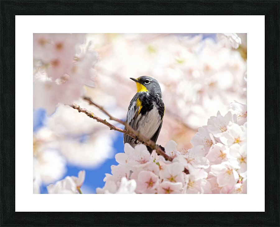 Warbler & Cherry Blossoms Picture Frame print