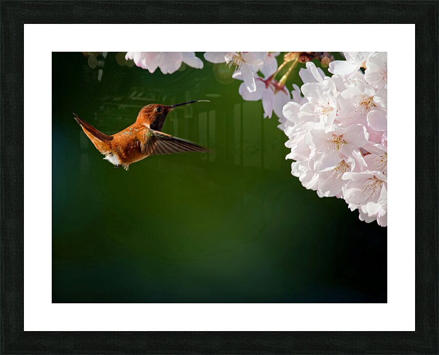 Rufous & Blossoms Picture Frame print