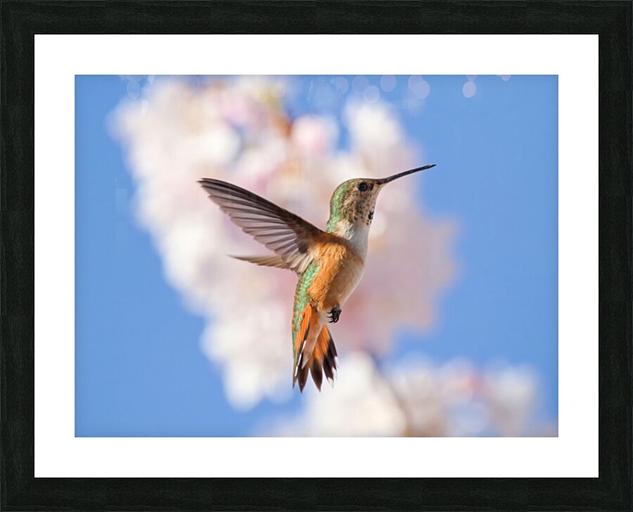 Regal Defence Picture Frame print