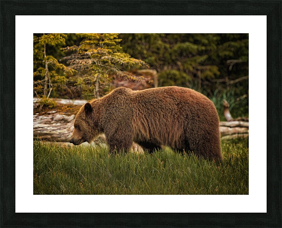 Morning Light Picture Frame print