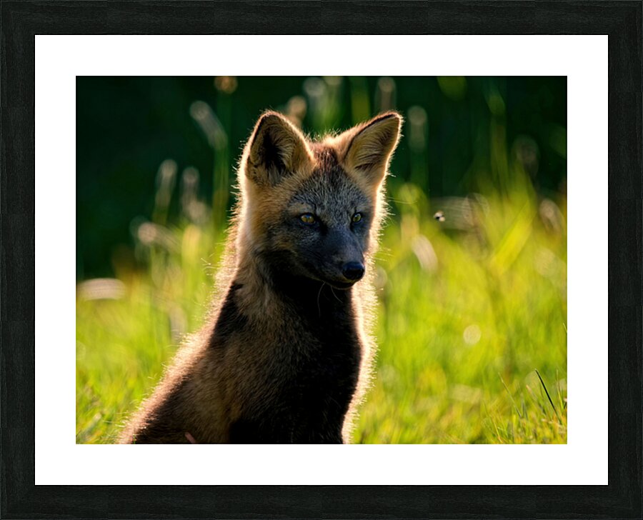 Foxy Lady Picture Frame print