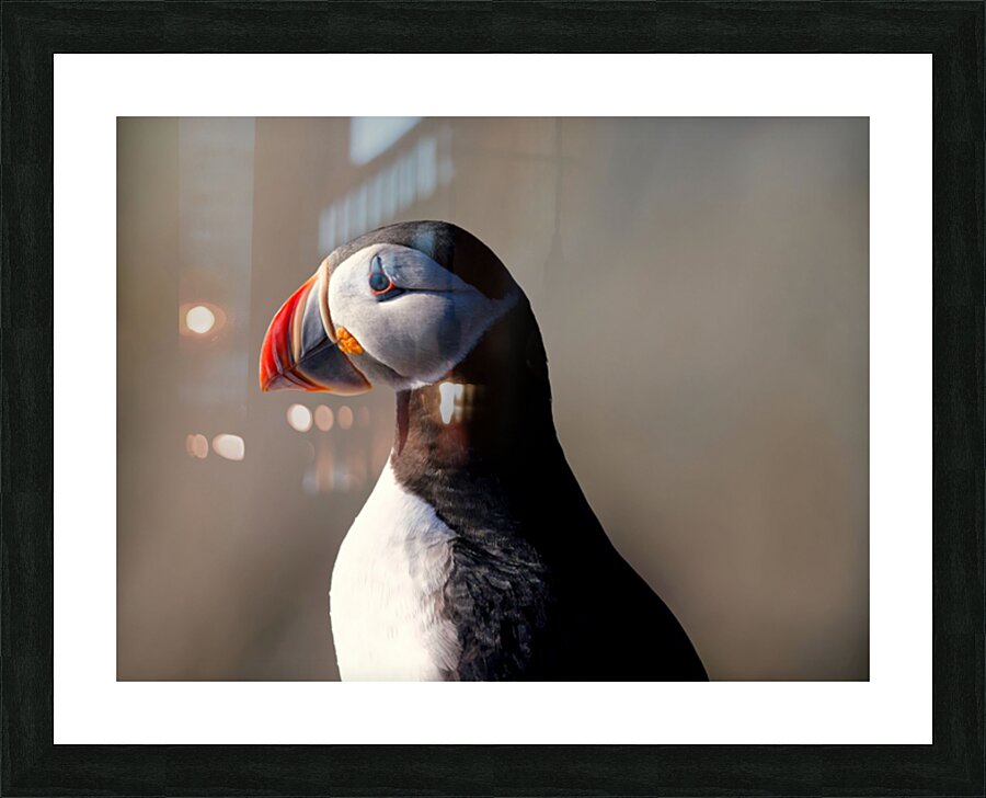 Puffin Portrait Picture Frame print