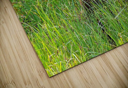 Marshmallow - Next Generation Heather Bee Photography puzzle