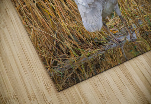 Peek-A-Boo Heather Bee Photography puzzle