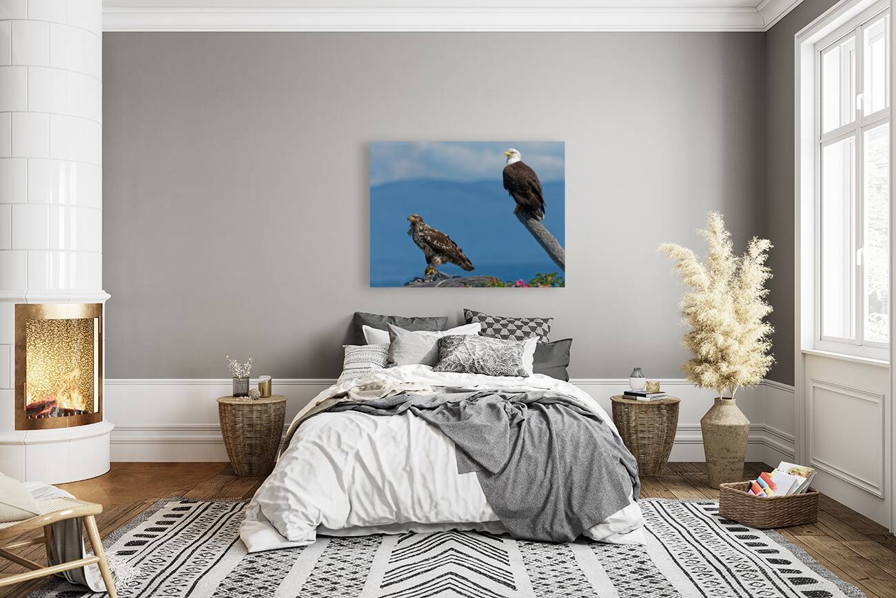 Legacy - Bald Eagles Reproduction