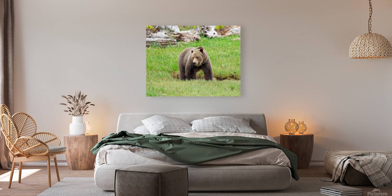 Boss Bear Reproduction