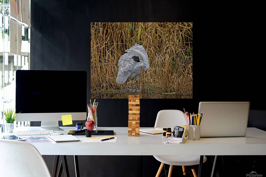 Peek-A-Boo Reproduction