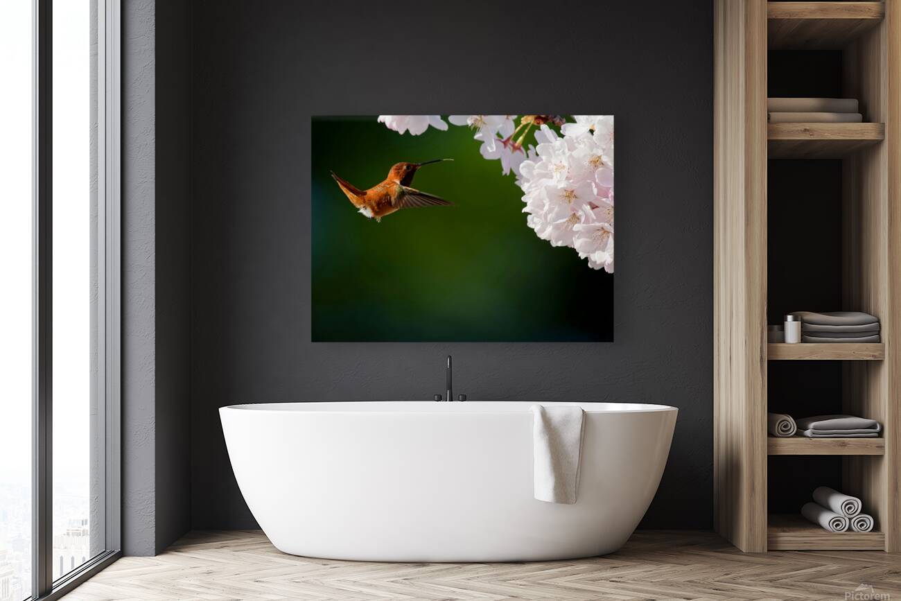 Rufous & Blossoms Reproduction