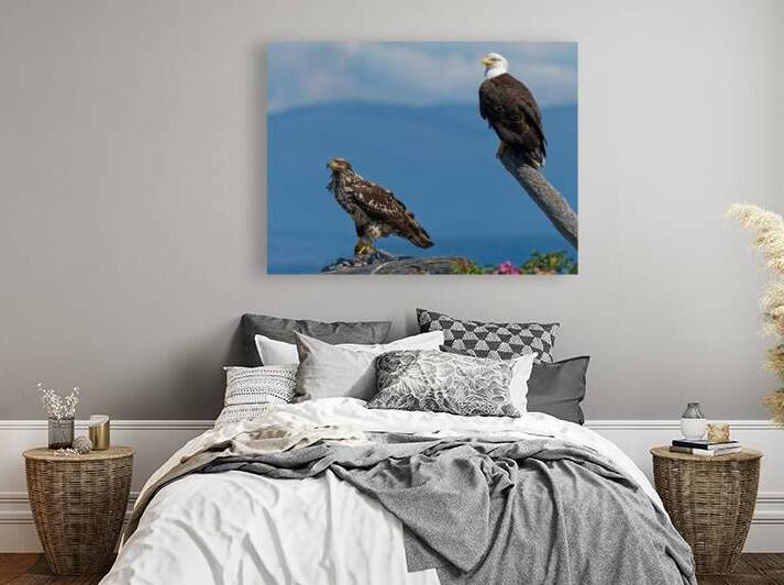 Legacy - Bald Eagles Reproduction