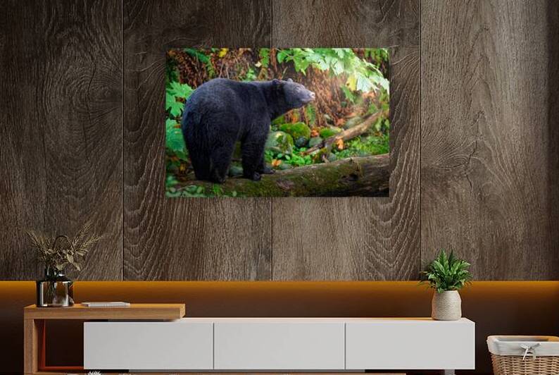 Into the Light - Zen Bear Reproduction