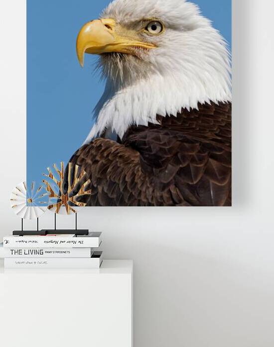 Freedom Reproduction