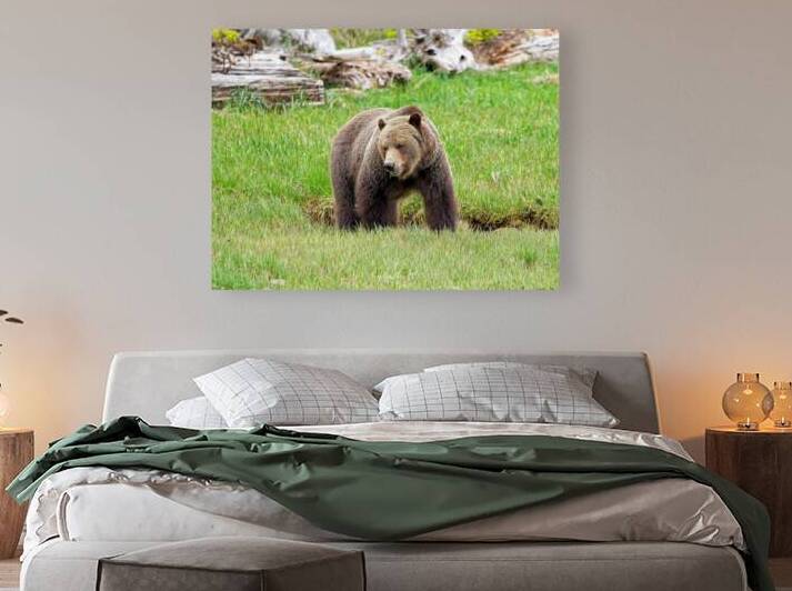 Boss Bear by Heather Bee Photography