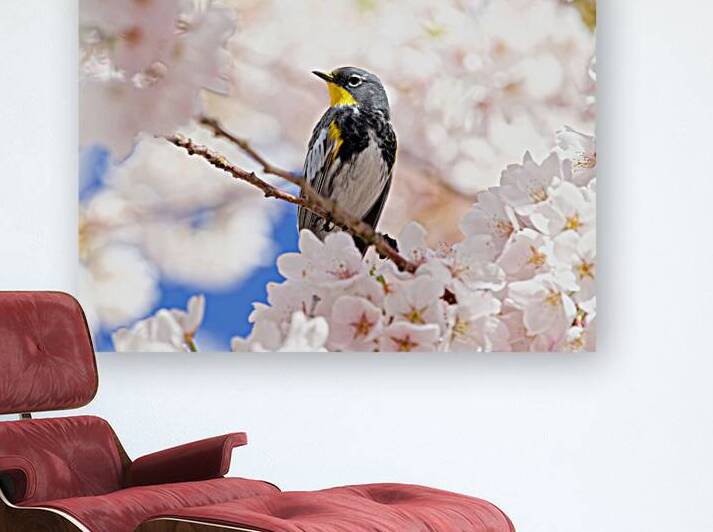 Warbler & Cherry Blossoms Reproduction