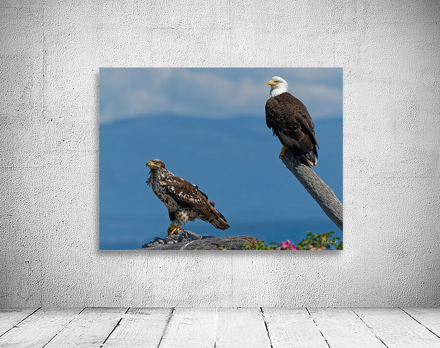 Legacy - Bald Eagles Wall Preview