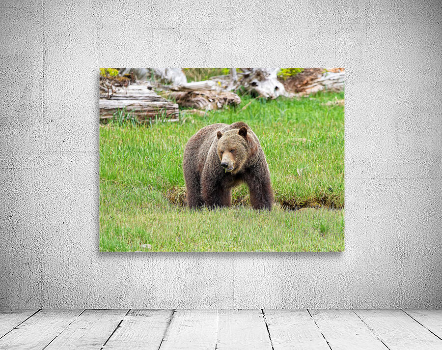 Boss Bear Wall Preview