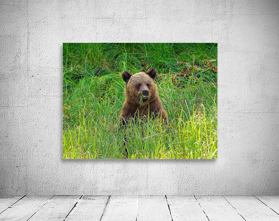 Marshmallow - Next Generation Wall Preview