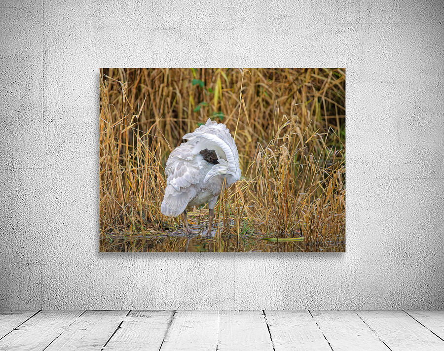 Peek-A-Boo Wall Preview