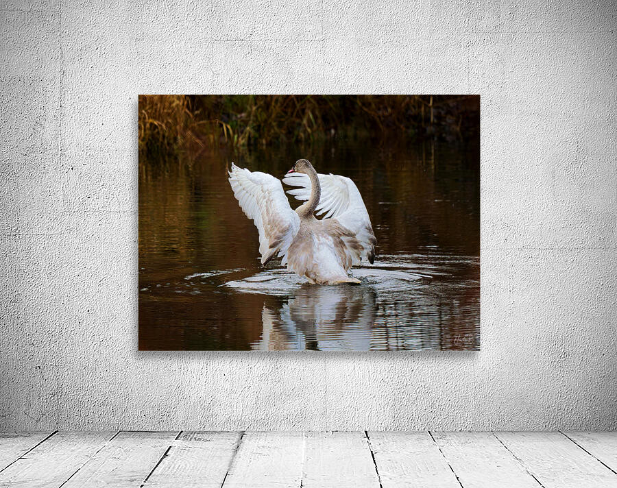 The Conductor Wall Preview