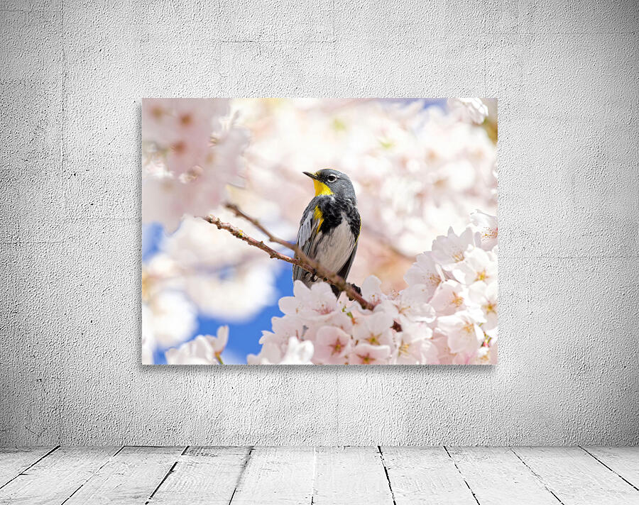 Warbler & Cherry Blossoms Wall Preview