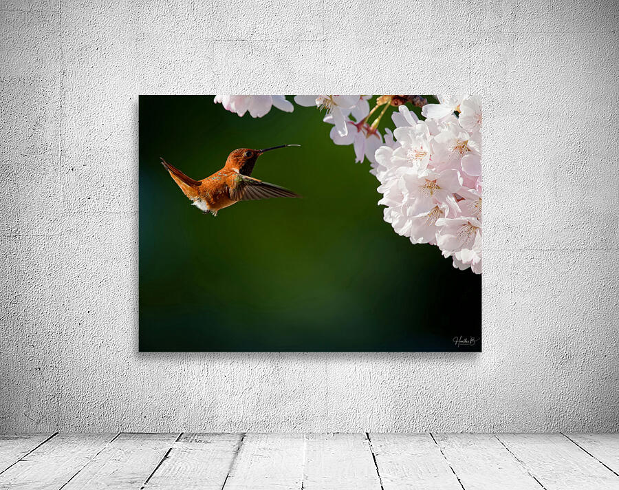 Rufous & Blossoms Wall Preview