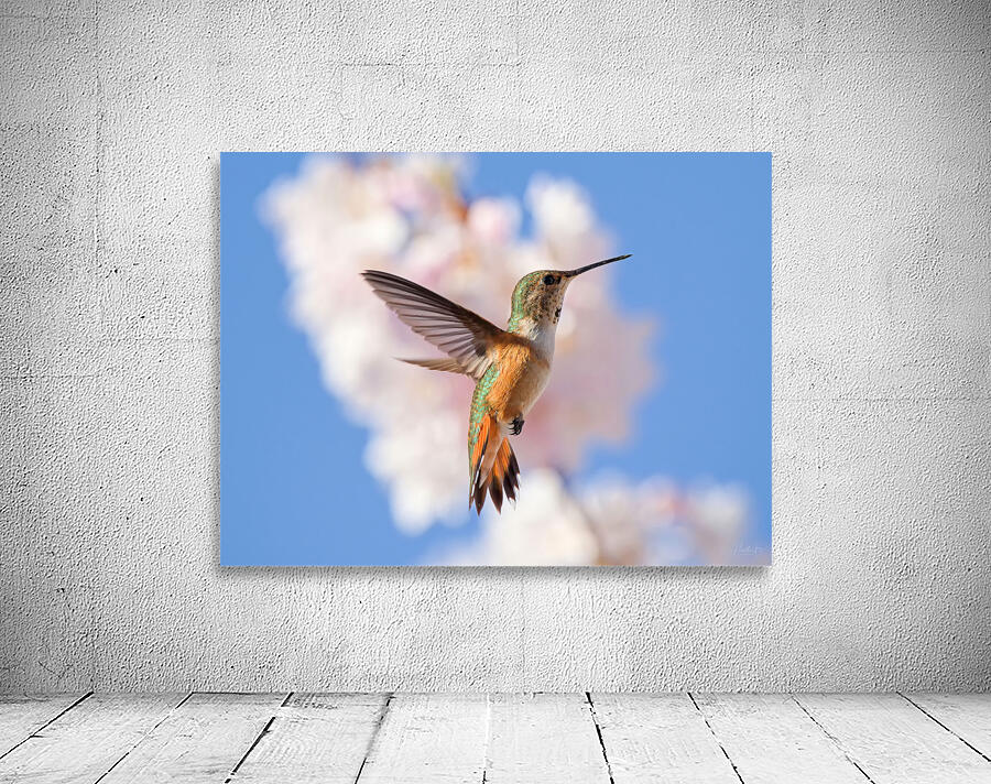 Regal Defence Wall Preview