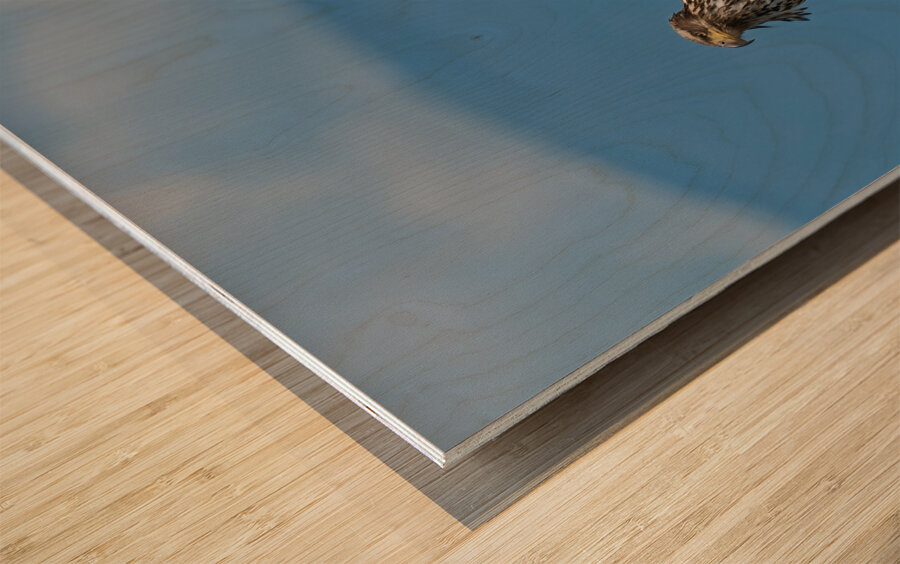 Legacy - Bald Eagles Wood print