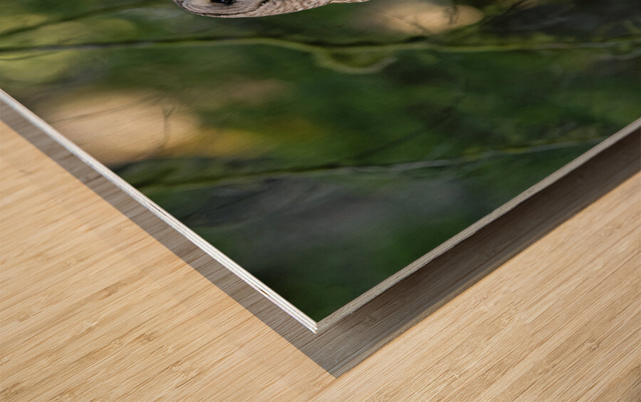 Wisdom Impression sur bois