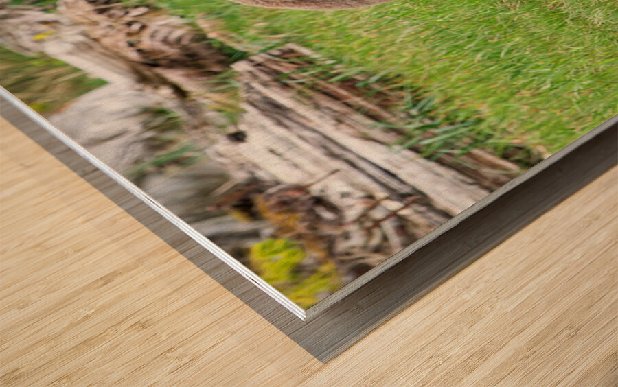 Boss Bear Wood print