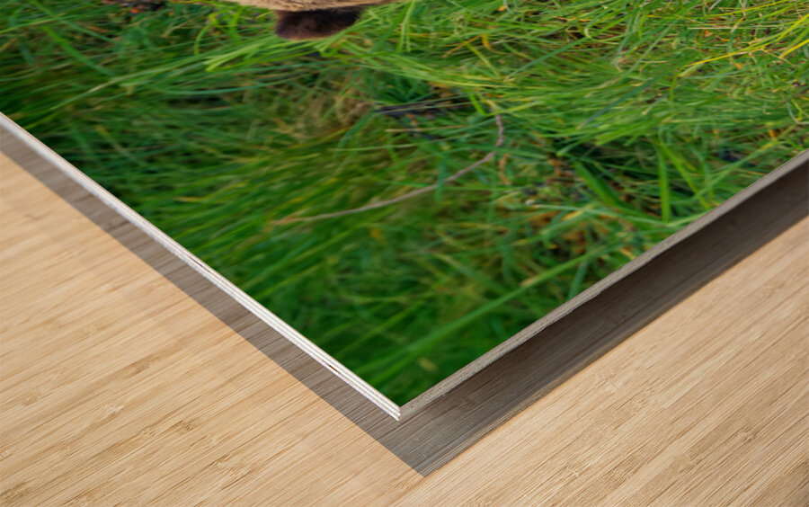 Marshmallow - Next Generation Impression sur bois