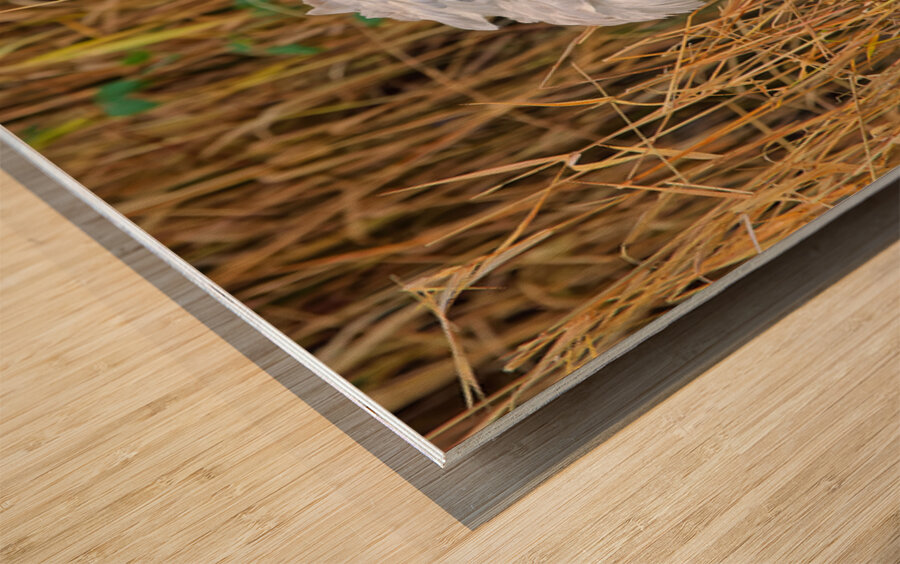 Peek-A-Boo Wood print