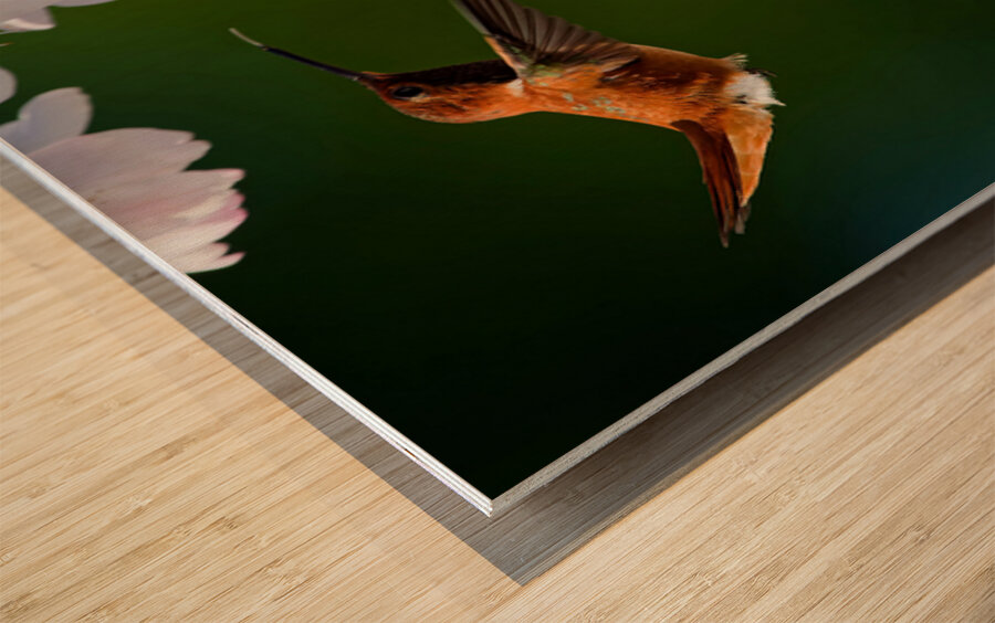 Rufous & Blossoms Wood print