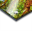 Arbutus Peeling Tree Acrylic print