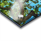 Tree and Shadow - Full Color Acrylic print