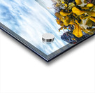 Kelp seaside in Alert Bay Acrylic print