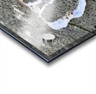 Seashell Angel Wings Tofino Acrylic print