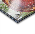 Tree Rings Acrylic print