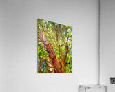 Arbutus Peeling Tree Acrylic Print