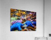 Starfish in the ocean Acrylic Print