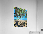 Tree and Shadow - Full Color Acrylic Print