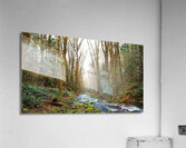 River and Forest Acrylic Print
