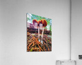Forest Mushrooms Acrylic Print