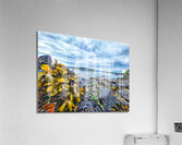 Kelp seaside in Alert Bay Acrylic Print
