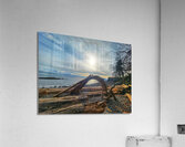 Driftwood  Acrylic Print